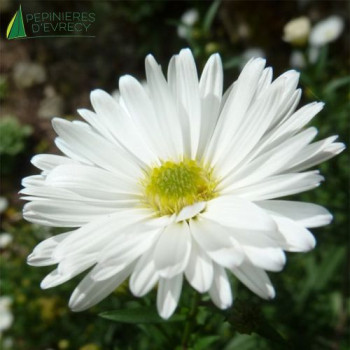 ASTER novi Bel. white ladie