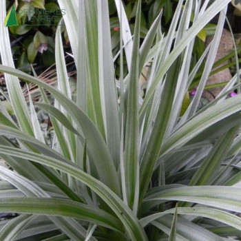 Astelia nervosa Silver shadow