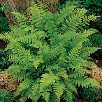ATHYRIUM Filix femina  Cont.3/4 L 