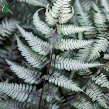 ATHYRIUM niponicum Metallicum