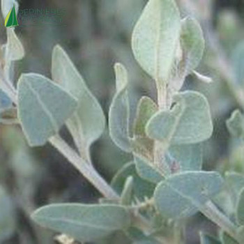 ATRIPLEX halimus