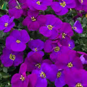 AUBRIETA Audrey Purple