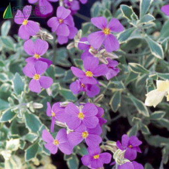 AUBRIETA argenteo Variegata  Godet 8/9 