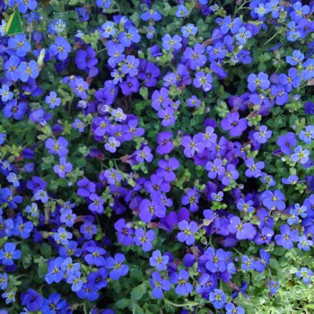 AUBRIETA deltoide Royal bleu  Godet 8/9 