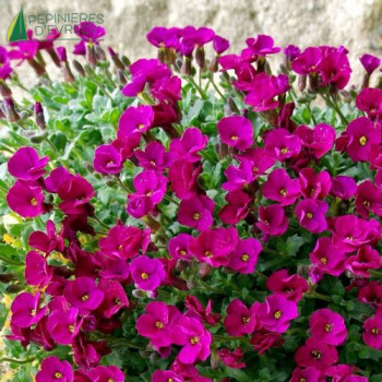 AUBRIETA deltoide Royal Rouge  Godet 8/9 