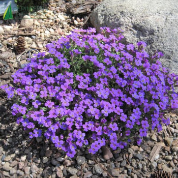 AUBRIETA deltoide Royal violet