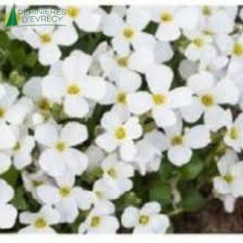 AUBRIETA hybride Blanche