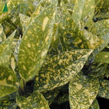AUCUBA japonica Crotonifolia