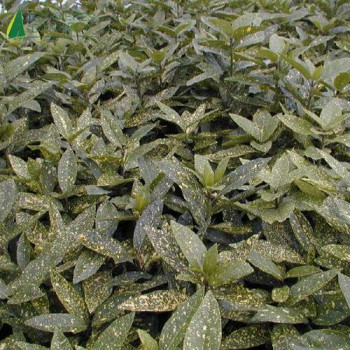 AUCUBA japonica Variegata
