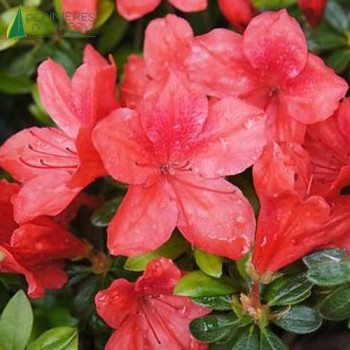 AZALEA japonica Aladdin scout 30/40 Cont.3/4 L 