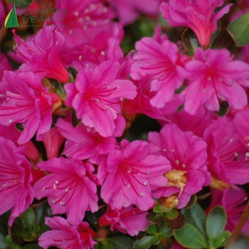 AZALEA japonica Amoena