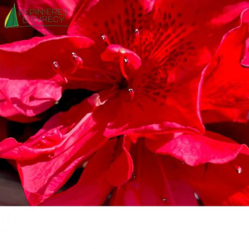 AZALEA japonica Autumn Fire Encore 30/40 Cont.3/4 L 