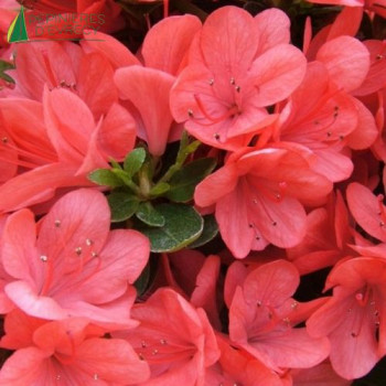 AZALEA japonica Florida 1/2 Tige 60cm Conteneur 