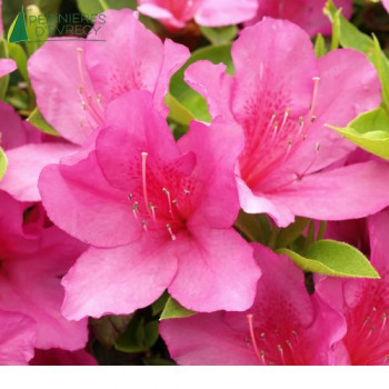 AZALEA japonica Gilbert Mullie 30/40 Cont.3/4 L 
