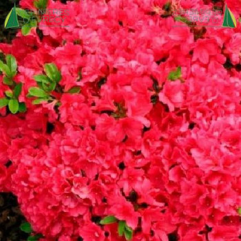AZALEA japonica Insurpassable  Cont.3/4 L 