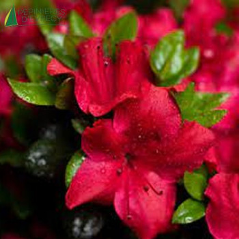 AZALEA japonica Johanna