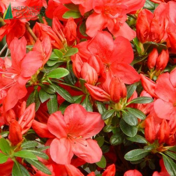 AZALEA japonica moederdag 30/40 Cont.3/4 L 