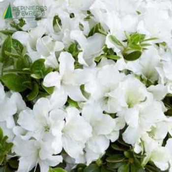 AZALEA japonica Pure White Encore 30/40 Cont.3/4 L 
