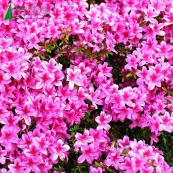 AZALEA japonica Roza