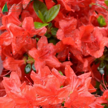 AZALEA japonica Stewartstonian