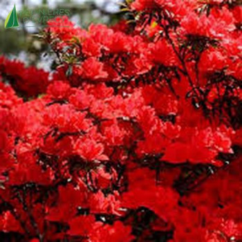 AZALEA japonica Thierry