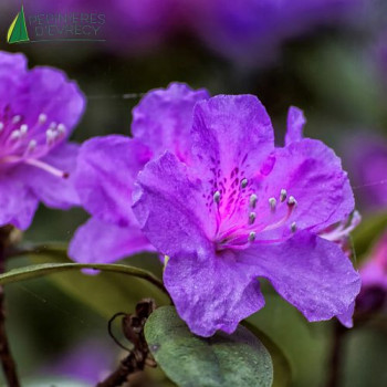 AZALEA japonica blaue Donau 30/40 Cont.3/4 L 