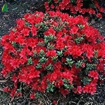 AZALEA japonica Hino crimson  Cont.3/4 L 