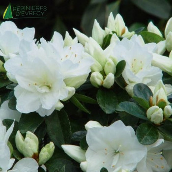 AZALEA japonica Mount everest