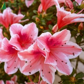 AZALEA japonica Sunburst Encore