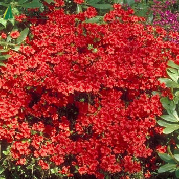 AZALEA japonica Vuyks scarlet
