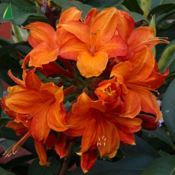 AZALEA mollis Hybride Golden Eagle