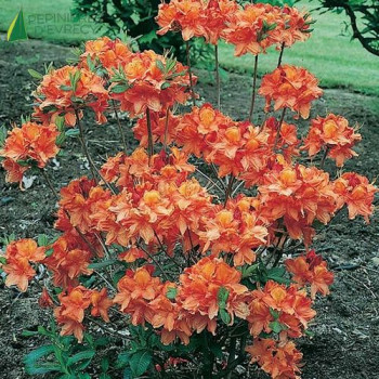 AZALEA mollis Hybride Glowing embers