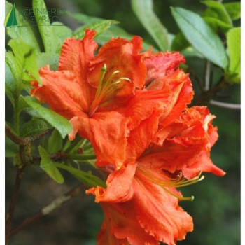 AZALEA mollis Hybride hotspur Red