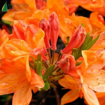 AZALEA mollis Hortulanus H Witte 50/60 Cont.3/4 L 