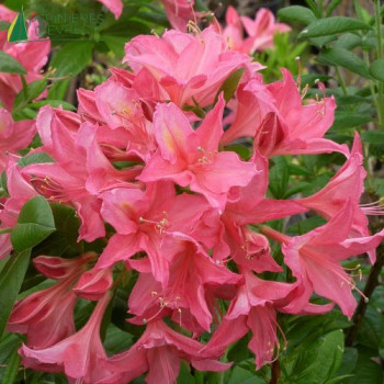 AZALEA mollis Hybride Jolie Madame