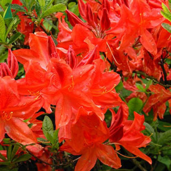 AZALEA mollis Hybride Koster Brilland Red 50/60 Cont.3/4 L 