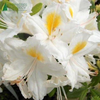 AZALEA mollis Daviesii
