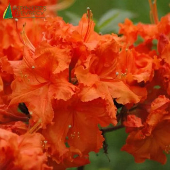 AZALEA mollis Hybride Naranja