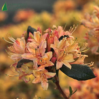 AZALEA mollis Hybride Sweet Smelling Salmon