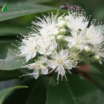 BACKHOUSIA citriodora