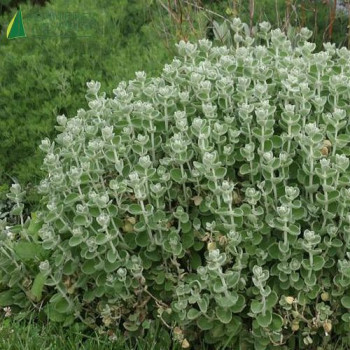 BALLOTA pseudodictamnus