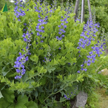 BAPTISIA australis  Godet 8/9 
