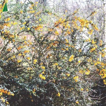 BERBERIS darwinii
