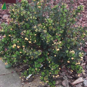 BERBERIS buxifolia Nana