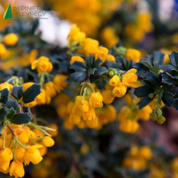 BERBERIS darwinii Compacta