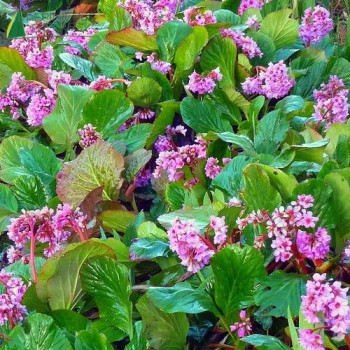 BERGENIA cordifolia  Cont.3/4 L 