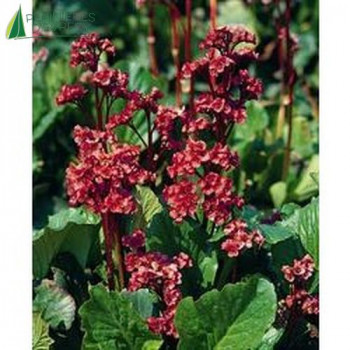BERGENIA rotblum
