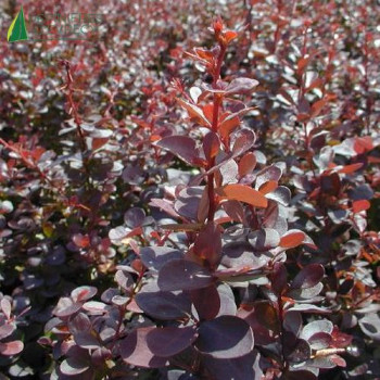 BERBERIS thunbergii Atropurpurea nana 30/40 Cont.3/4 L 