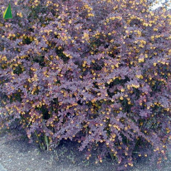 BERBERIS thunbergii Atropurpurea  Cont.5/7.5 L 
