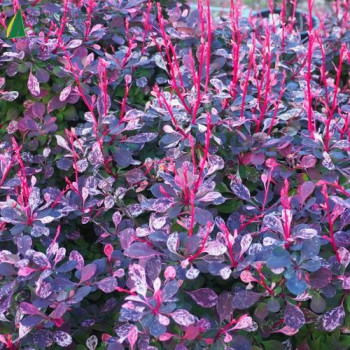 BERBERIS thunbergii Harlequin 30/40 Cont.3/4 L 